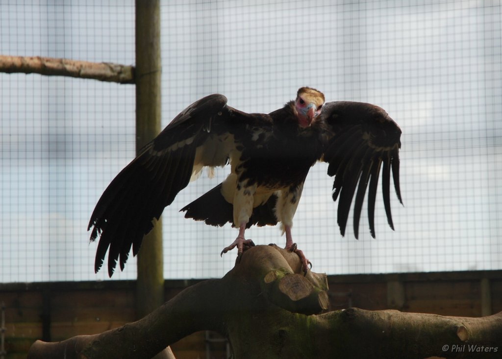 Hawk_Conservancy 042.jpg